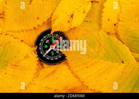 La boussole se trouve sur les feuilles mortes d'automne.survie dans une nature concept Banque D'Images