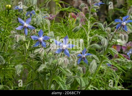 Gros plan de l'herbe de borage bleu d'étoiles comestible Borago officinalis boutons de fleurs plantes herbacées en été Angleterre GB Grande-Bretagne Banque D'Images