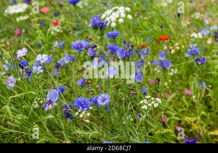 Gros plan de diverses fleurs sauvages bleues et blanches mélangées dans une prairie de frontière de jardin en été Angleterre Royaume-Uni GB Grande-Bretagne Banque D'Images