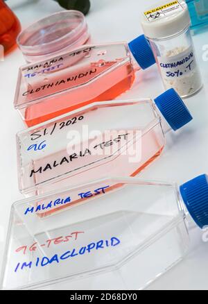 Recherche en laboratoire sur l'insecticide clothianidin, cause de la maladie du paludisme par la famille des moustiques malaria d'Anopheles, image conceptuelle Banque D'Images