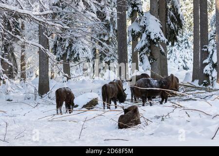 Wisent ou Bison européenne (bison bonasus, Bos bonasus) pendant l'hiver dans le parc national de la forêt bavaroise (Bayerischer Wald). Europe, Europe centrale, G Banque D'Images