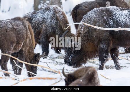 Wisent ou Bison européenne (bison bonasus, Bos bonasus) pendant l'hiver dans le parc national de la forêt bavaroise (Bayerischer Wald). Europe, Europe centrale, G Banque D'Images