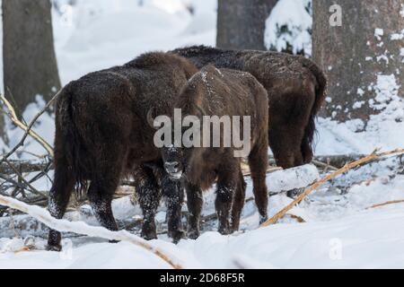 Wisent ou Bison européenne (bison bonasus, Bos bonasus) pendant l'hiver dans le parc national de la forêt bavaroise (Bayerischer Wald). Europe, Europe centrale, G Banque D'Images