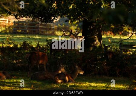 Newtown Linford, Leicestershire, Royaume-Uni. 15 octobre 2020. Une barque de cerf Red Deer s'aboie pendant la saison de rutting dans le parc Bradgate. Credit Darren Staples/Alay Live News. Banque D'Images