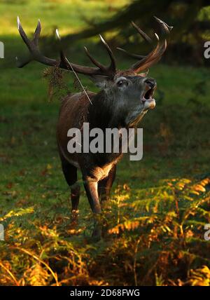 Newtown Linford, Leicestershire, Royaume-Uni. 15 octobre 2020. Une barque de cerf Red Deer s'aboie pendant la saison de rutting dans le parc Bradgate. Credit Darren Staples/Alay Live News. Banque D'Images