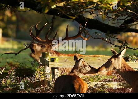 Newtown Linford, Leicestershire, Royaume-Uni. 15 octobre 2020. Une barque de cerf Red Deer s'aboie pendant la saison de rutting dans le parc Bradgate. Credit Darren Staples/Alay Live News. Banque D'Images