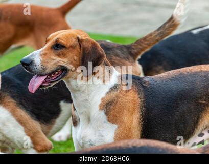 The Belvoir Hunt Kennels, Belvoir, Grantham, Lincolnshire, Royaume-Uni – The Belvoir Foxhounds dans les chenils Banque D'Images