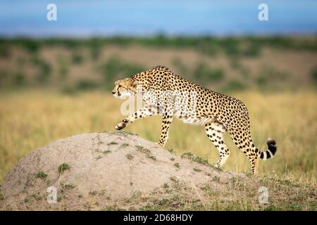 Guépard adulte marchant vers le haut d'un termite monticule dans l'herbe plaines de Masai Mara au Kenya Banque D'Images