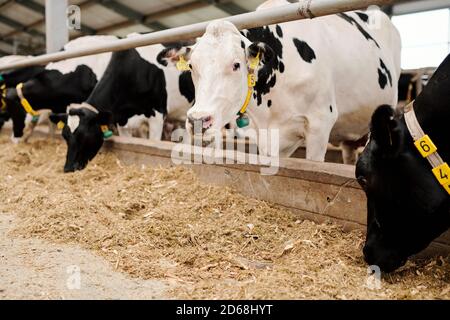 Groupe de vaches laitières dans des colliers debout dans la stalle de bétail et manger du foin à la ferme laitière Banque D'Images