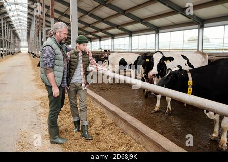 Père mûr barbu embrassant son adolescent et lui racontant soin des vaches en regardant le noir et blanc vaches Banque D'Images