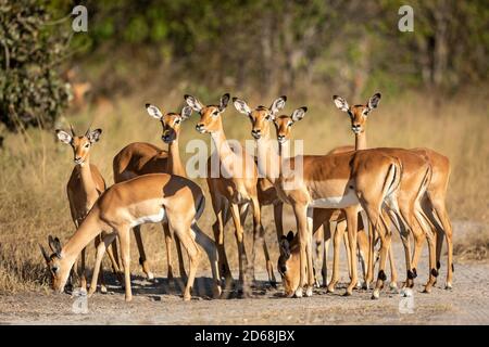 Groupe de femmes Impala et deux jeunes debout ensemble le milieu de la route en fin d'après-midi lumière du soleil dedans Rivière Khwai dans le delta de l'Okavango à Botsw Banque D'Images