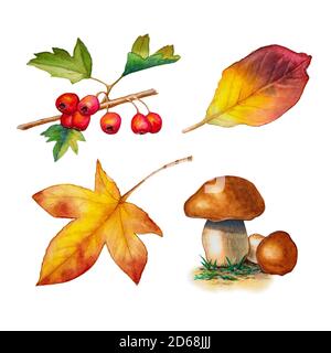 Quelques dessins d'aquarelle inspirés de l'automne, y compris quelques feuilles, baies et champignons. Illustration aquarelle traditionnelle. Banque D'Images