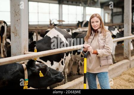 Portrait d'éleveur de bétail femelle d'âge moyen positif debout contre des vaches et pelle de maintien Banque D'Images