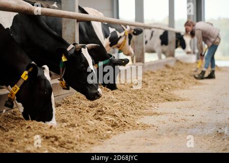 Troupeau de vaches noires et blanches dans des cols debout la rangée et manger du foin dans le stalle de bétail Banque D'Images