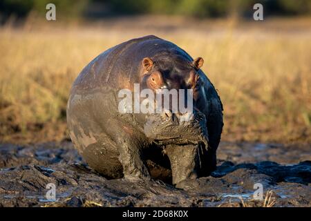 Immense hippopotame assis dans la boue de la rivière Chobe au Botswana Banque D'Images