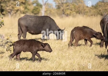 Petit veau de buffle marchant avec son troupeau en sec Herbe dans la réserve de Moremi dans le delta d'Okavango au Botswana Banque D'Images