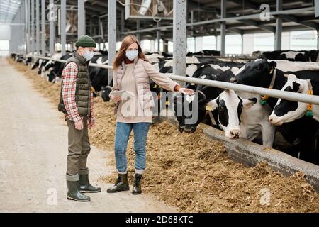 Agricultrice expérimentée dans le masque tenant le comprimé et pointant vers vache tout en expliquant la tâche à l'adolescent fils dans le lâche Banque D'Images