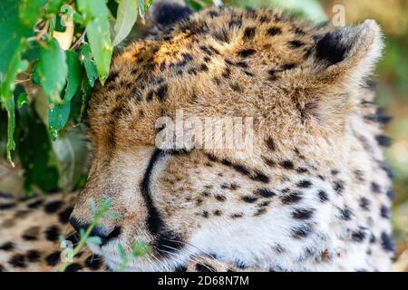 Portrait de Sleeping Cheetah à l'ombre Banque D'Images