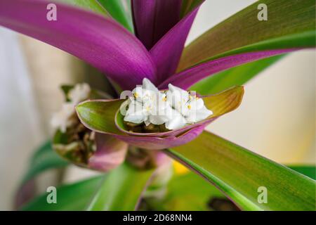 Gros plan de la fleur blanche du nénuphars ou de Moïse dans le berceau. Inflorescence Tradescantia spathacea Banque D'Images