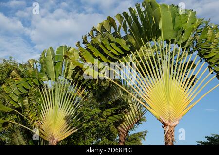 République Dominicaine Santo Domingo - arbre de voyageurs - Ravenala avec énormes feuilles en forme de paddle Banque D'Images