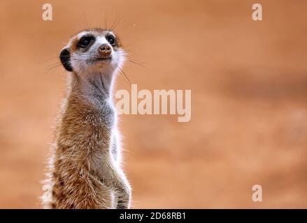 Meerkat, parc national transfrontalier Kgalagadi, Afrique du Sud (su Banque D'Images