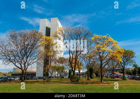 Congrès national avec arbres à bépe jaune en fleur, Brasilia, DF, Brésil le 14 août 2008. Banque D'Images