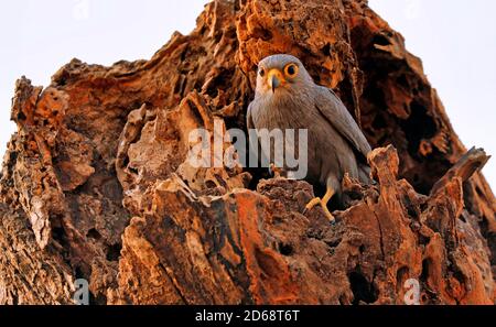 Kestrel gris, parc national de Murchison Falls Ouganda (Falco ardosi Banque D'Images