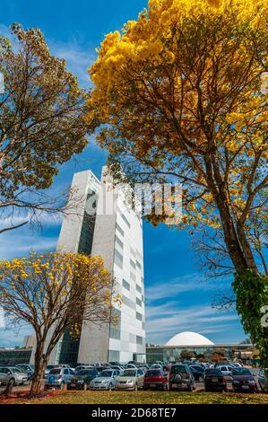 Congrès national avec arbres à bépe jaune en fleur, Brasilia, DF, Brésil le 14 août 2008. Banque D'Images