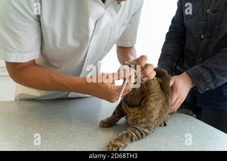 Tabby chat étant examiné dans sa bouche avec un dentaire outil par un vétérinaire méconnaissable alors que son propriétaire la tient pour plus de confort Banque D'Images