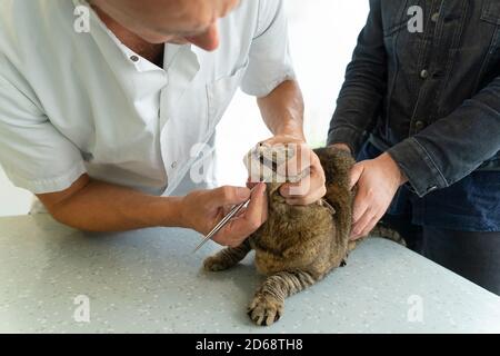 Tabby chat étant examiné dans sa bouche avec un dentaire outil par un vétérinaire méconnaissable alors que son propriétaire la tient pour plus de confort Banque D'Images