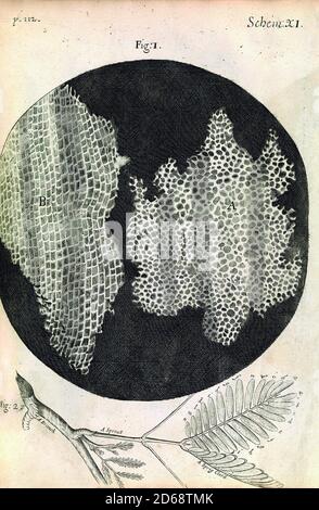 Titre: Observations de Hooke sur la structure cellulaire du liège (fig. 1) et de la plante sensible (fig. 2). Première utilisation de la cellule de mot pour nommer la nature en nid d'abeille du liège. Créateur: Robert Hooke Date: 1665. Support: Gravure lieu: Royal institution of Great Britain Banque D'Images