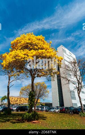 Congrès national avec arbres à bépe jaune en fleur, Brasilia, DF, Brésil le 14 août 2008. Banque D'Images