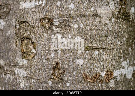 bois de hêtre texture de fond dans forêt mixte dans le dessus swabia allemagne Banque D'Images