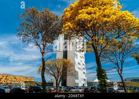 Congrès national avec arbres à bépe jaune en fleur, Brasilia, DF, Brésil le 14 août 2008. Banque D'Images