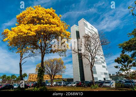 Congrès national avec arbres à bépe jaune en fleur, Brasilia, DF, Brésil le 14 août 2008. Banque D'Images