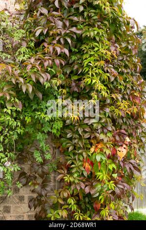 Virginia Creeper Vine grandit en trelis en automne. Banque D'Images