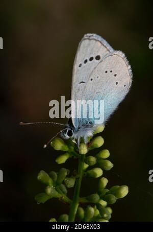 gros plan d'un papillon bleu commun debout sur une lame d'herbe sur un arrière-plan sombre et flou naturel Banque D'Images