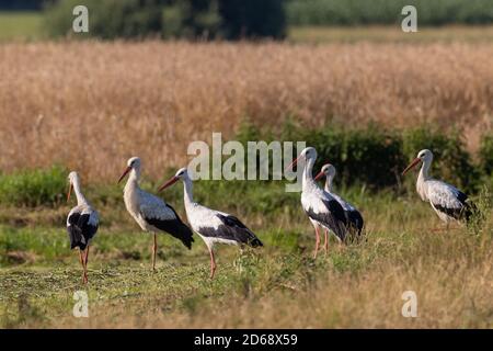 Groupe de White Stork dans la prairie, Podlaskie Voivodeship, Pologne, Europe Banque D'Images
