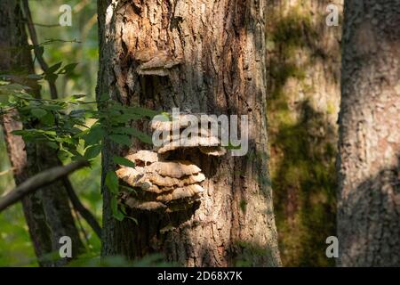 Les vieux champignons géants de la plate-forme de soufre se ferment sur l'arbre, forêt de Bialowieza, Pologne, Europe Banque D'Images