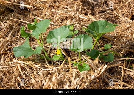 Une jeune plante de Cantaloup ou de melon de Charentais biologique (Cucumis melo var. Cantalupensis) qui pousse dans une litière de paillis de paille. Banque D'Images