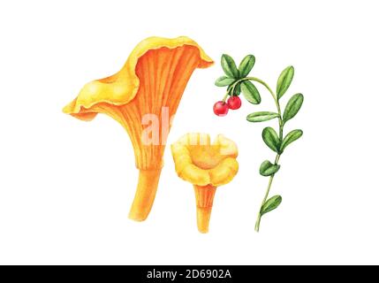 Illustration d'aquarelle chanterelle jaune de forêt de champignons isolée sur fond blanc Banque D'Images