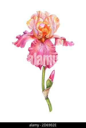 joli aquarelle bonbon rose iris avec bouton Banque D'Images