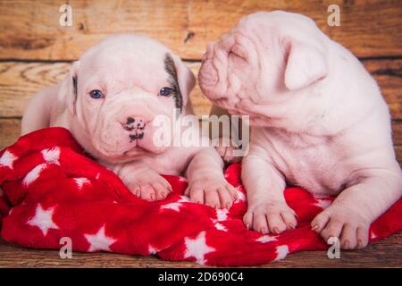 Deux chiens drôle de Bulldog chiots chiens dorment Banque D'Images