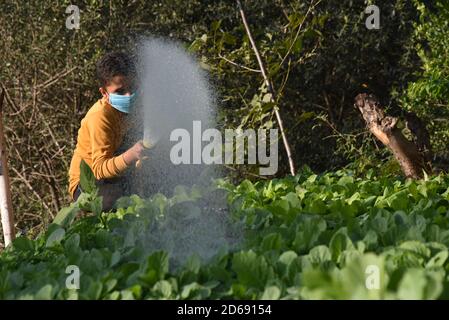 15 octobre 2020, Poonch, Jammu-et-Cachemire, Inde: Un garçon portant un masque de protection eaux plantes dans le district de Mendhar de Poonch à Jammu-et-Cachemire, le mercredi 15 octobre 2020. En raison de l'escalade des cas dans la ville, les gens prennent des précautions conformément aux SOP. (Image de crédit : © Nazim Ali KhanZUMA Wire) Banque D'Images