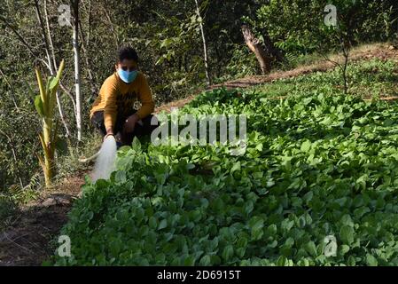 15 octobre 2020, Poonch, Jammu-et-Cachemire, Inde: Un garçon portant un masque de protection eaux plantes dans le district de Mendhar de Poonch à Jammu-et-Cachemire, le mercredi 15 octobre 2020. En raison de l'escalade des cas dans la ville, les gens prennent des précautions conformément aux SOP. (Image de crédit : © Nazim Ali KhanZUMA Wire) Banque D'Images