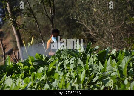 15 octobre 2020, Poonch, Jammu-et-Cachemire, Inde: Un garçon portant un masque de protection eaux plantes dans le district de Mendhar de Poonch à Jammu-et-Cachemire, le mercredi 15 octobre 2020. En raison de l'escalade des cas dans la ville, les gens prennent des précautions conformément aux SOP. (Image de crédit : © Nazim Ali KhanZUMA Wire) Banque D'Images