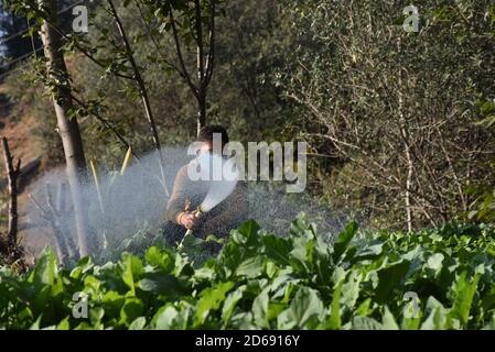 15 octobre 2020, Poonch, Jammu-et-Cachemire, Inde: Un garçon portant un masque de protection eaux plantes dans le district de Mendhar de Poonch à Jammu-et-Cachemire, le mercredi 15 octobre 2020. En raison de l'escalade des cas dans la ville, les gens prennent des précautions conformément aux SOP. (Image de crédit : © Nazim Ali KhanZUMA Wire) Banque D'Images