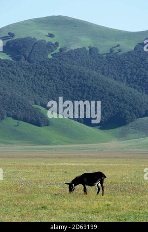 Un âne grache de l'herbe dans le Pian Grande de Castelllucio di Norcia. Les montagnes de Sibillini en arrière-plan Banque D'Images