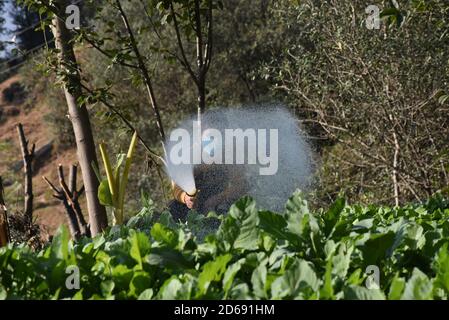 15 octobre 2020, Poonch, Jammu-et-Cachemire, Inde: Un garçon portant un masque de protection eaux plantes dans le district de Mendhar de Poonch à Jammu-et-Cachemire, le mercredi 15 octobre 2020. En raison de l'escalade des cas dans la ville, les gens prennent des précautions conformément aux SOP. (Image de crédit : © Nazim Ali KhanZUMA Wire) Banque D'Images