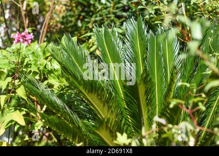 Le palmier laisse dans un jardin par beau temps. Banque D'Images